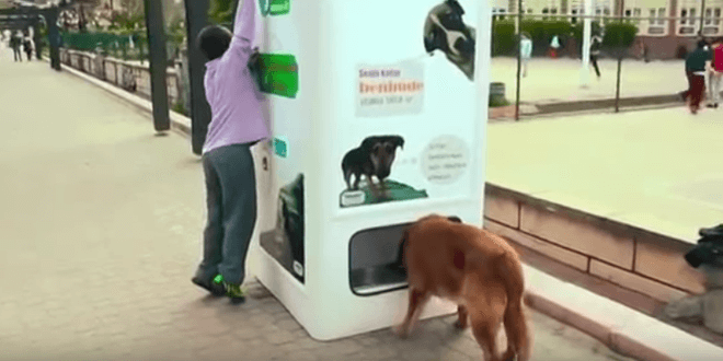 Ez az automata használt műanyag palackokért cserébe ad ételt a kóbor kutyáknak