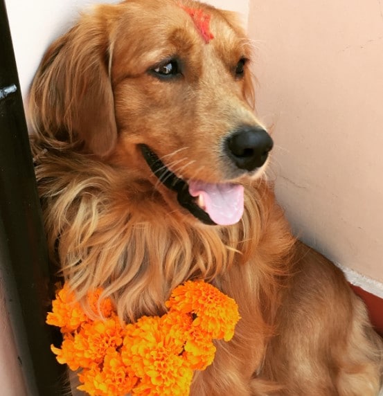 Nepálban van egy ünnepnap, amelyen megköszönjük kutyáinknak, hogy a barátaink