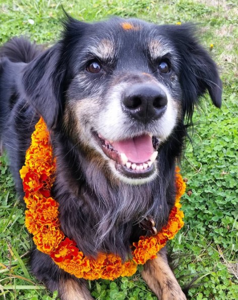 Nepálban van egy ünnepnap, amelyen megköszönjük kutyáinknak, hogy a barátaink