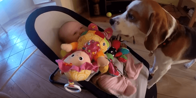 Így kér bocsánatot a kutya, amiért elvette a kisbaba játékát