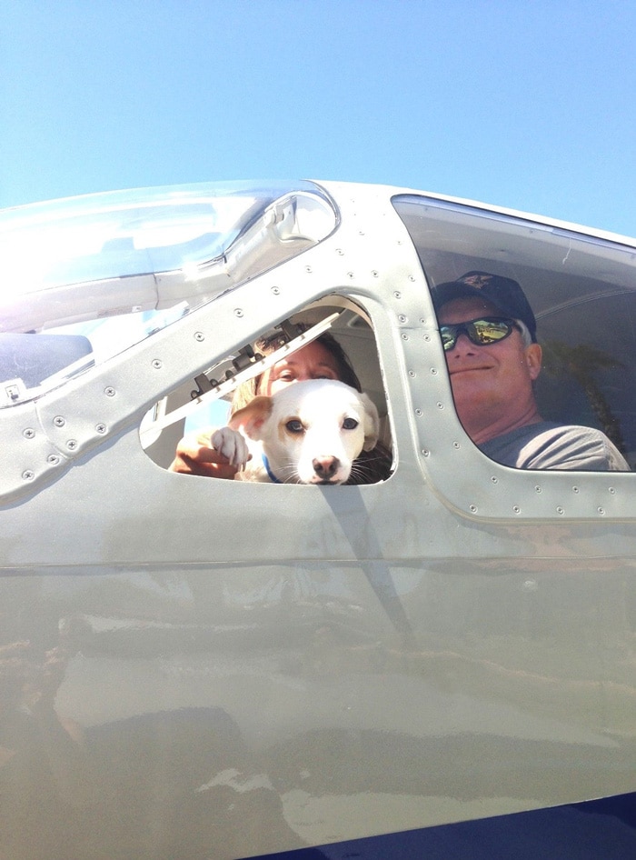 Így mentik meg az önkéntes pilóták az elaltatásra váró kutyákat