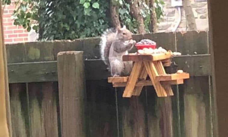 Aranyos piknikasztallal lepte meg a mókusokat egy férfi