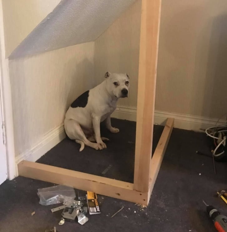 A férfi miniházat épített a félős kutyájának