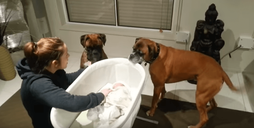 Az anyuka bemutatja az újszülött babát a két boxer kutyusnak
