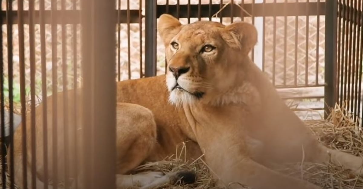 Kétségbeesetten várja vissza a cirkuszi oroszlánanya kölykeit