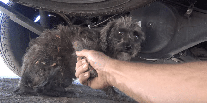 Állatmentők egy kóbor kutya megmentésére siettek