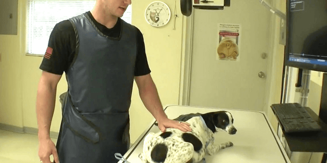 A halál markából mentették meg a vemhes kutyát