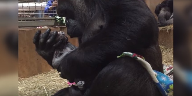 Az anya gorilla világra hozza utódját