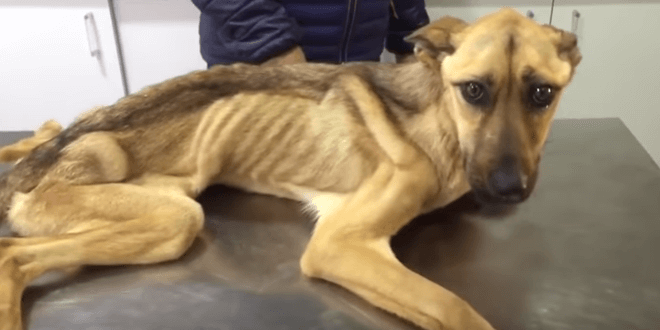 Az állatorvos nem hitte, hogy a csontsovány kutya életben maradhat