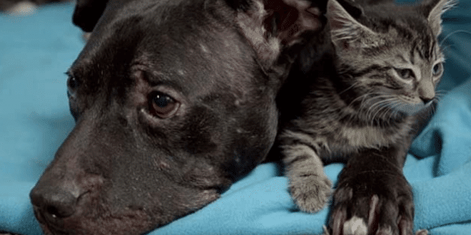 Cicákkal és gyerekekkel barátkozik a kutyaviadalok világából megmentett pitbull