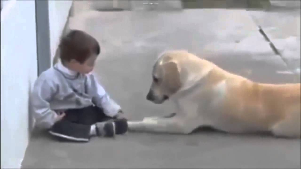 Egy kutya aki barátkozásra bírja az érintésfóbiás, Down-kóros kisfiút