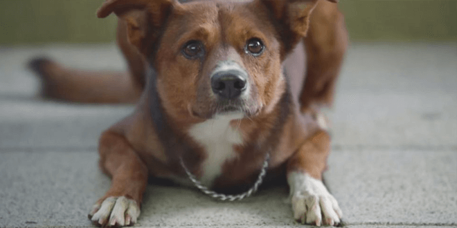 Fájdalmas, mégis megható videó mutatja be a kutyák hűségét