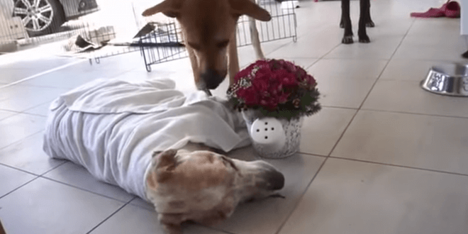 Haldokló kutyának az volt az kívánsága, hogy szeressék