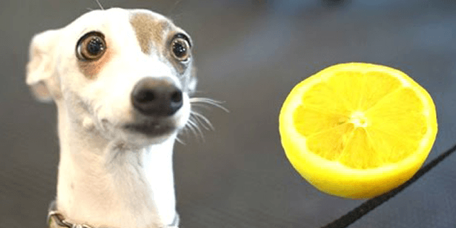 Haláli módon reagálnak ezek a kutyák a citromra