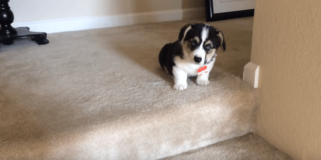 Nagyon aranyosan próbál lépcsőzni ez a 9 hetes kutyus