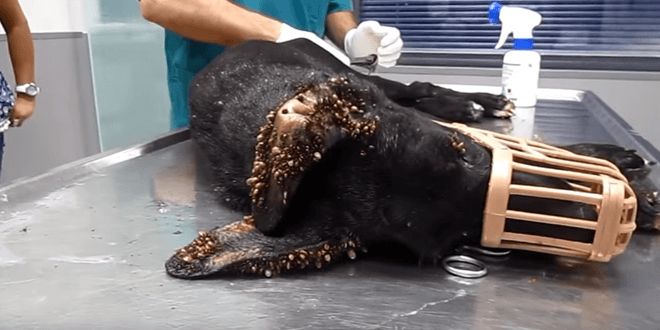 Nem hittek a szemüknek az állatmentők, amikor meglátták, hogy mi borítja be a beteg kutya testét