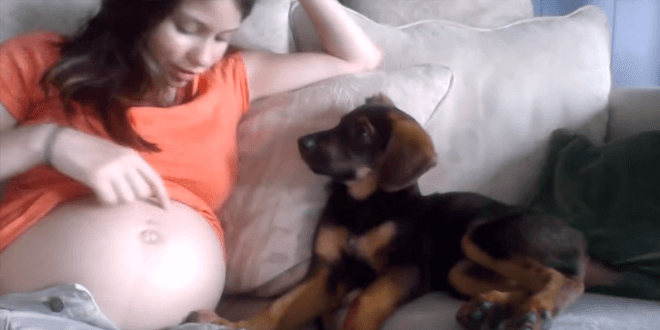 Tündérien reagál a kutyus miután a gazdi elmondja neki, hogy babát vár
