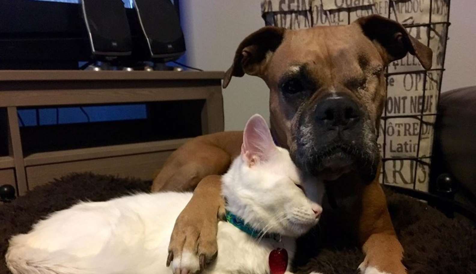 A sebesült cica és az egyszemű kutya a gyógyulásuk alatt találkoztak