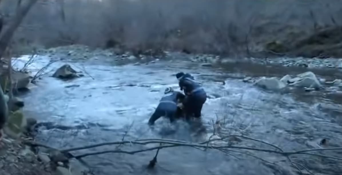 A farkast a jéghideg vízből mentették ki