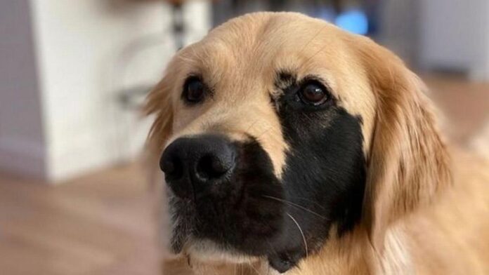 Foltos pofájú kutya lett az internetezők új kedvence