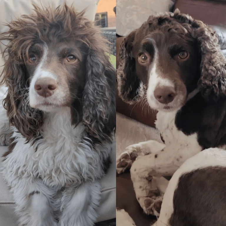 kutyák átváltoztak a kozmetikusnál