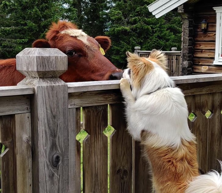 állatok között szoros barátság alakult ki10
