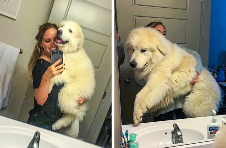 kutyák nagyra nőttek