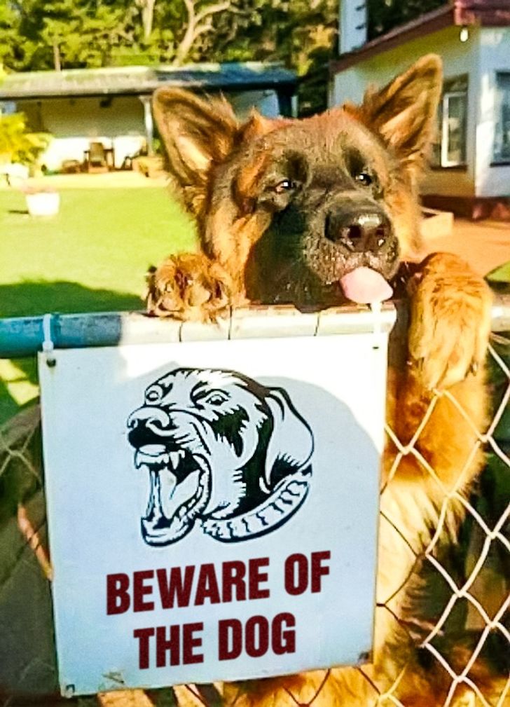 legádázabb kutyák is félnek olykor