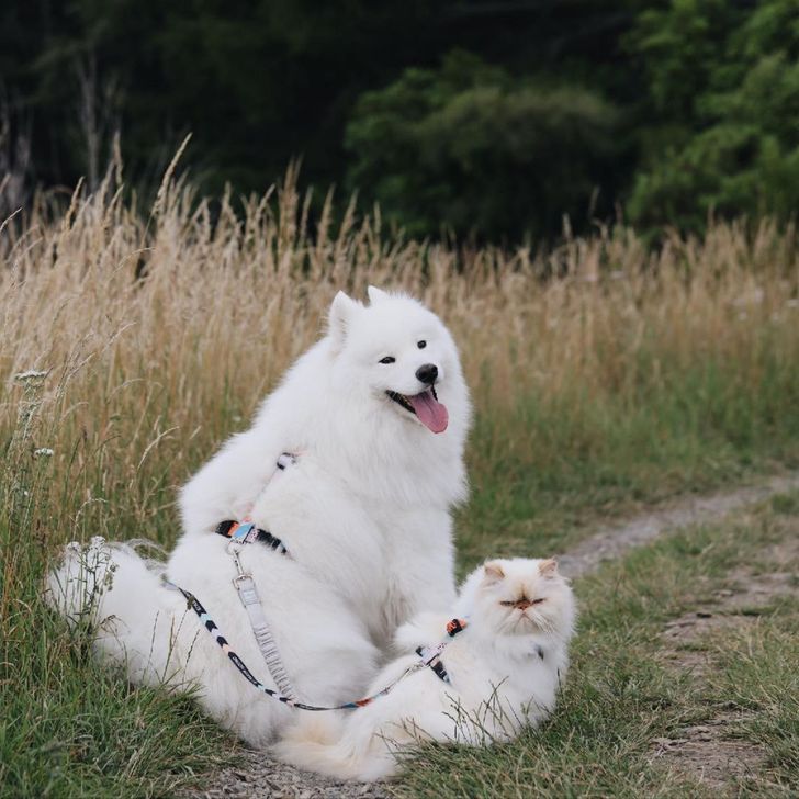 szokatlan barátság kutya és macska között