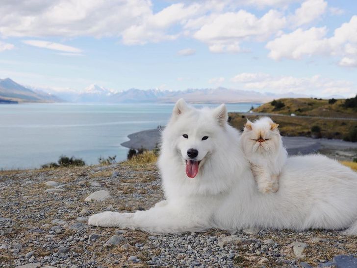 szokatlan barátság kutya és macska között