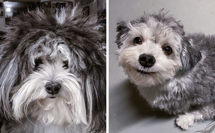 kutyák átvákutyák átváltoztak a kozmetikusnálltoztak a kozmetikusnál