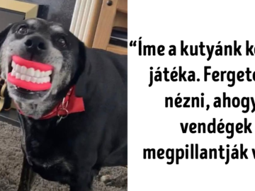 kutyák és kedvenc játékaik