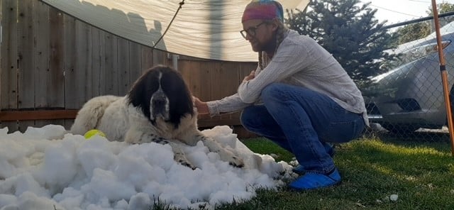 havat kapott a haldokló kutya