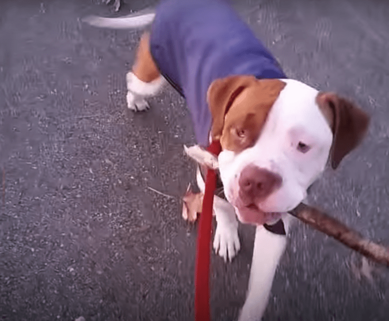 Shaking pitbull won’t leave corner of shelter until he hears kind voice calling him forward