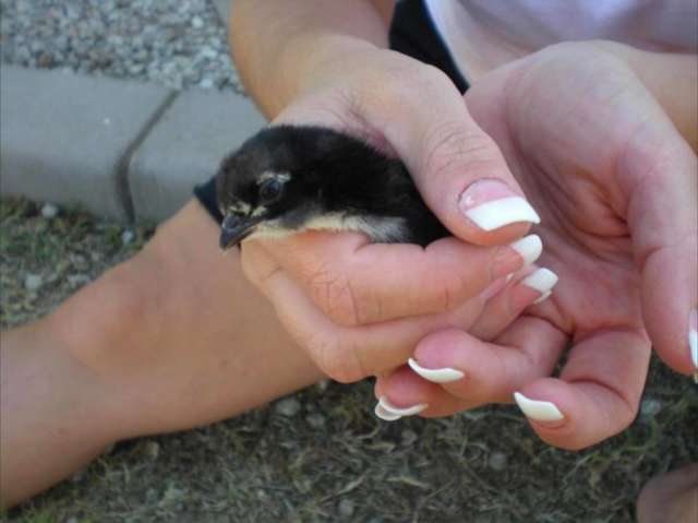 csirkepitbullbarátság