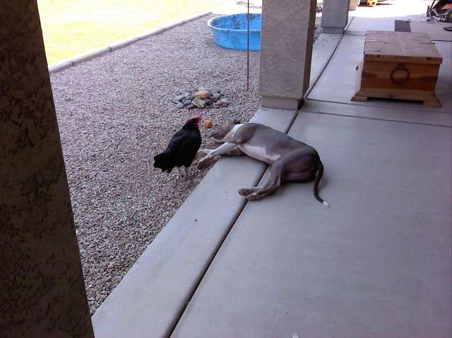 csirkepitbullbarátság