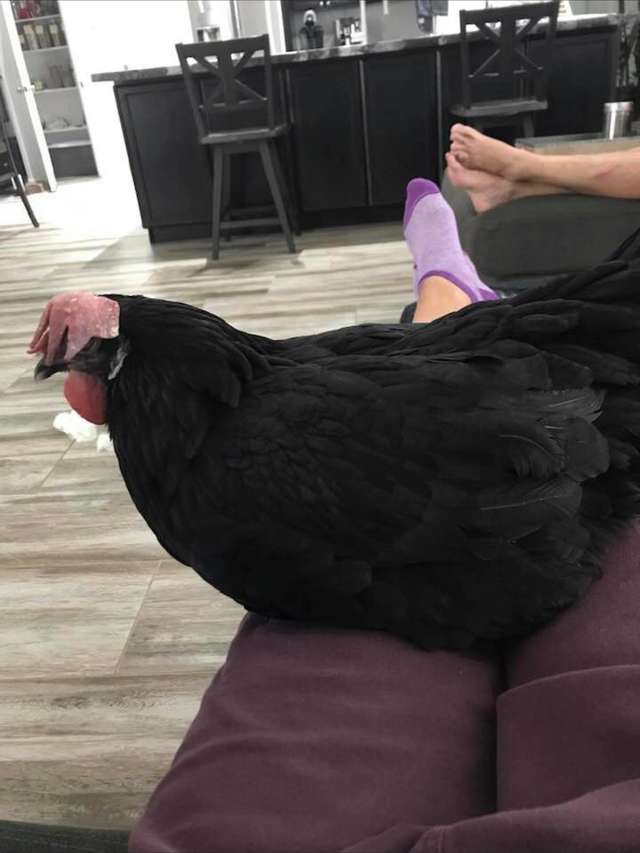 csirkepitbullbarátság