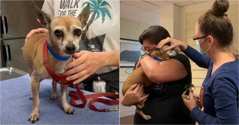 After 6 Years Going Missing From Home, Senior Dog Finally Reunites With His Family