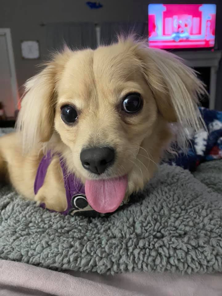 kerekesszékes kutya