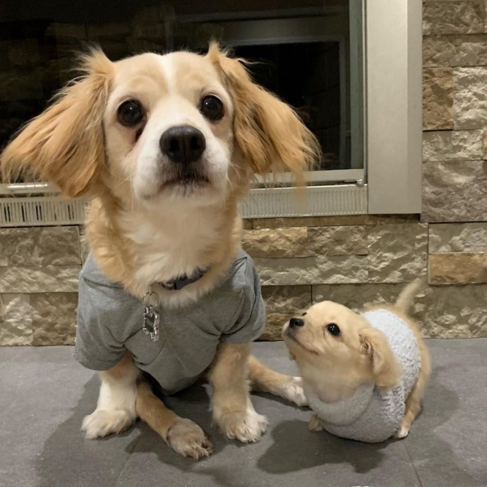 kerekesszékes kutya