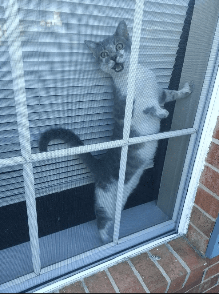 türelmetlenkisállat