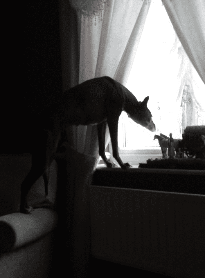 türelmetlenkisállat