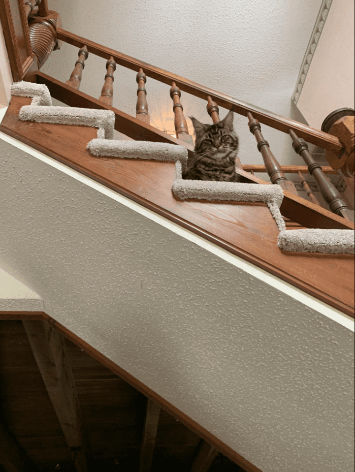 türelmetlenkisállat