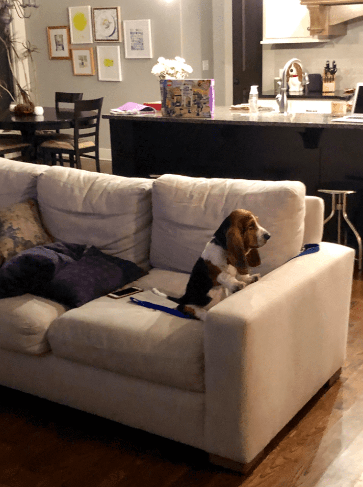 türelmetlenkisállat