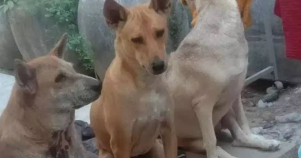 bajbajutottkutyacsalád